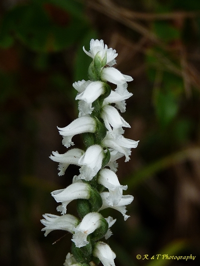 {Spiranthes cernua}